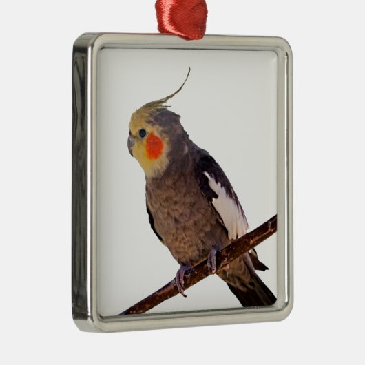 灰色と黄色のコックティエルペットの鳥の色の写真 メタルオーナメント (右)