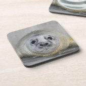 灰色のアザラシの子 コースター (左側)