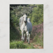 灰色のアブランニングラブの花とパス ポストカード (正面)