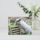 灰色のウサギが食べる ポストカード (スタンド正面)