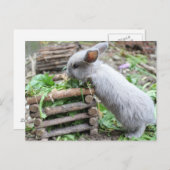 灰色のウサギが食べる ポストカード (正面/裏面)