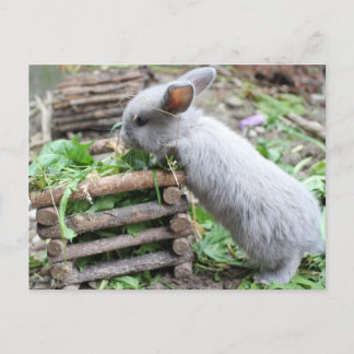 灰色のウサギが食べる ポストカード