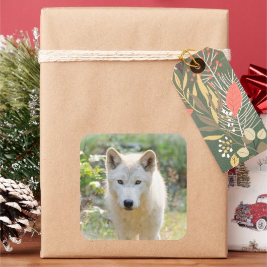 灰色のオオカミと牧草地 スクエアシール (クリスマス)