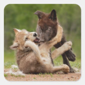灰色のオオカミの子犬のレスリング スクエアシール (正面)