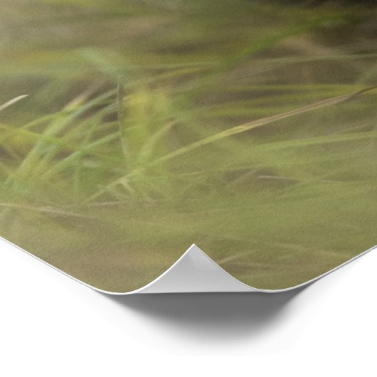 灰色のオオカミ(カニスループス)は一人で隠れている ポスター (角)