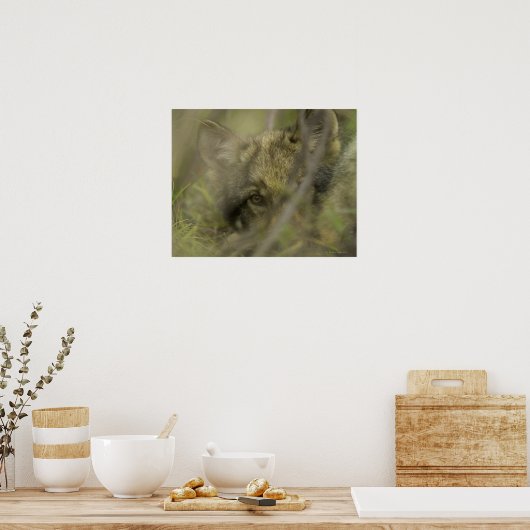 灰色のオオカミ(カニスループス)は一人で隠れている ポスター (キッチン)