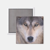 灰色のオオカミ、カニスループス、目を閉じる マグネット (正面/裏面)