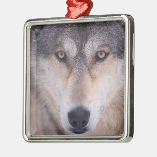 灰色のオオカミ、カニスループス、目を閉じる メタルオーナメント (左)