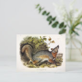 灰色のキツネ/灰色のキツネアウドゥボンズのアメリカの四肢動物 ポストカード (スタンド正面)