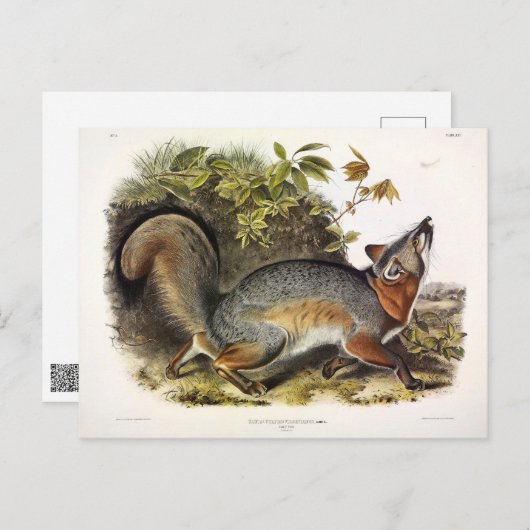 灰色のキツネ/灰色のキツネアウドゥボンズのアメリカの四肢動物 ポストカード (正面/裏面)