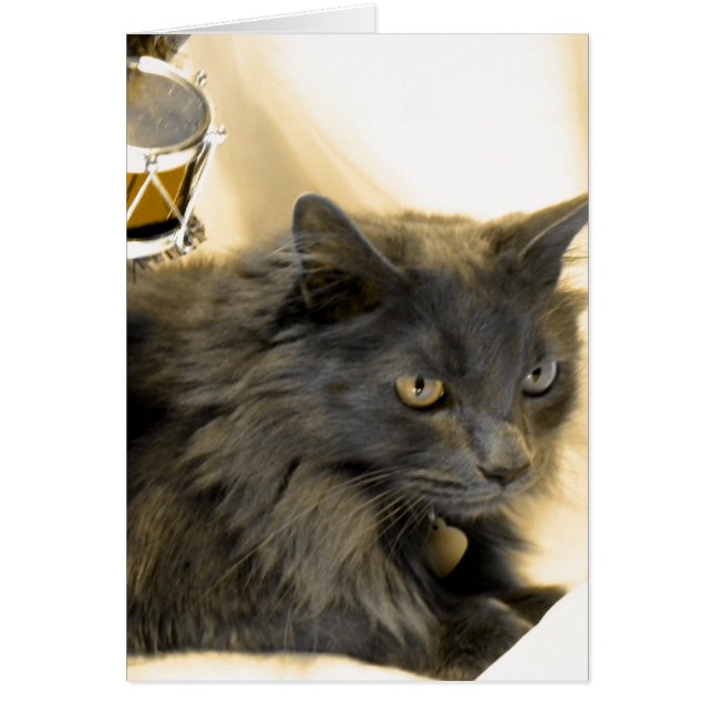 灰色のクリスマスの子猫IIII (正面)