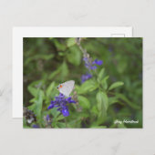 灰色のヘアストリークバタフライ ポストカード (正面/裏面)