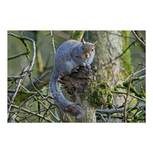 灰色のリスが木に座っている ポスター (正面)