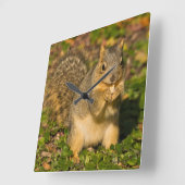 灰色のリス、食べ物、ピーナツ、Crystal Springs 1 スクエア壁時計 (傾斜)