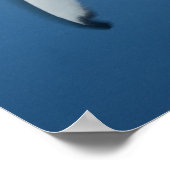 灰色のリーフシャーク(Carcharhinus amblyrhynchos) ポスター (角)