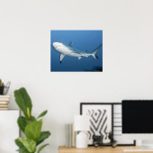 灰色のリーフシャーク(Carcharhinus amblyrhynchos) ポスター (ホームオフィス)