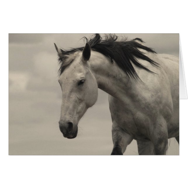 灰色のロバ (正面横)