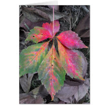 灰色の中の輝き – 秋の葉