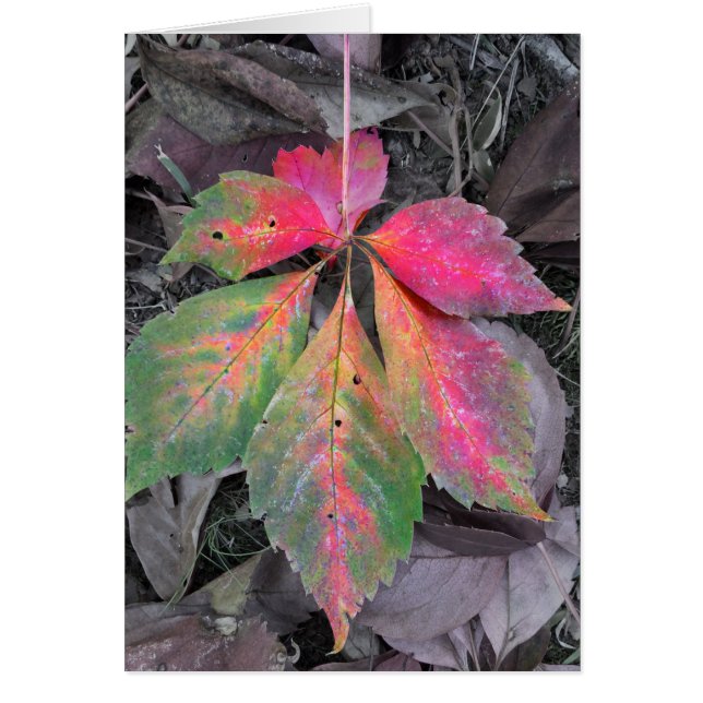 灰色の中の輝き – 秋の葉 (正面)