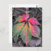 灰色の中の輝き – 秋の葉 ポストカード (正面/裏面)