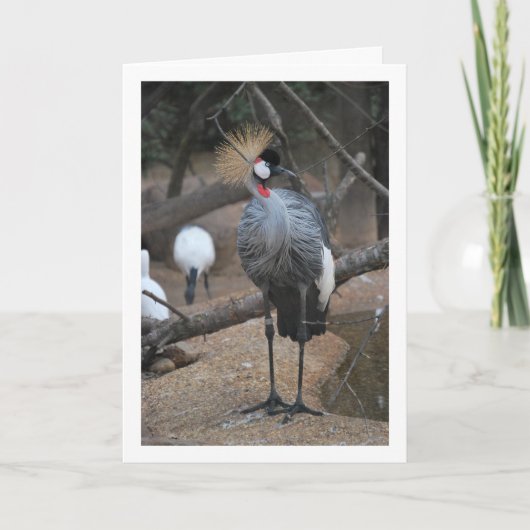 灰色の冠を持つクレーンアフリカ鳥 カード (正面)