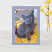 灰色の子ネコの誕生日またはすべての行事カード カード (黄色い花)