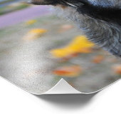 灰色の犬 フォトプリント            (角)