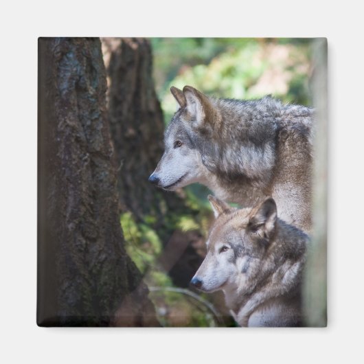 灰色の狼 マグネット (正面)