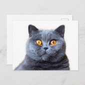 灰色の猫の黄色い目 ポストカード (正面/裏面)