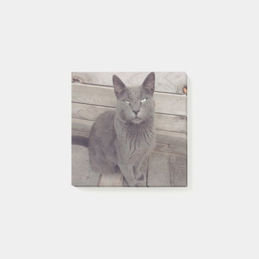 灰色の猫 ポストイット (正面)