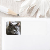 灰色の猫 ラベル (インサイチュ)