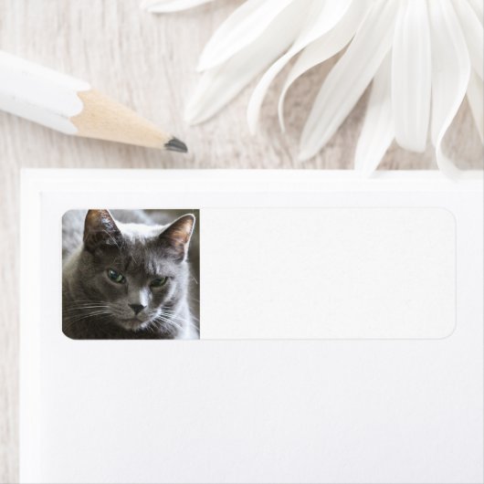 灰色の猫 ラベル (インサイチュ)