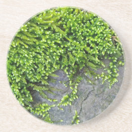 灰色の石の上に緑のコケEntodon誘惑 コースター