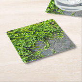 灰色の石の上に緑のコケEntodon誘惑 スクエアペーパーコースター (アングル)