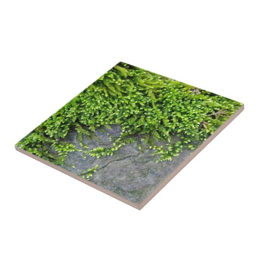灰色の石の上に緑のコケEntodon誘惑 タイル (側面)