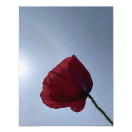 灰色の空で赤いポピーをコーニッシュ フォトプリント           