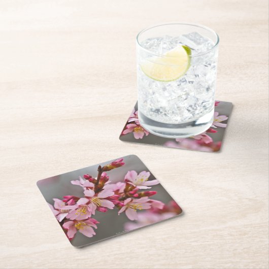 灰色の空にピンク色の日本のさくらんぼ スクエアペーパーコースター (インサイチュ)