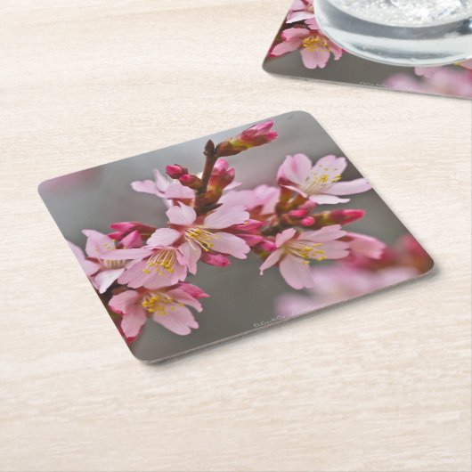 灰色の空にピンク色の日本のさくらんぼ スクエアペーパーコースター (アングル)