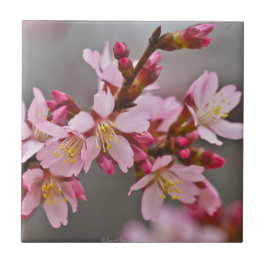 灰色の空にピンク色の日本のさくらんぼ タイル