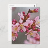 灰色の空にピンク色の日本のさくらんぼ ポストカード (正面/裏面)