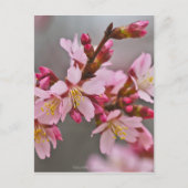 灰色の空にピンク色の日本のさくらんぼ ポストカード (正面)