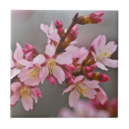 灰色の空に映えるピンクの日本の桜 タイル (正面)