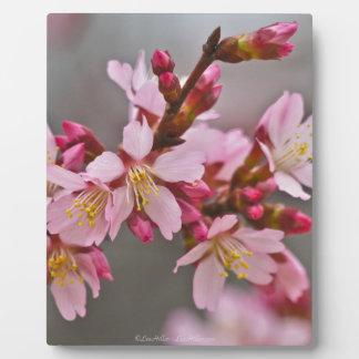 灰色の空に映えるピンクの日本の桜 フォトプラーク