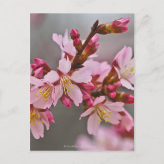灰色の空に映えるピンクの日本の桜 ポストカード