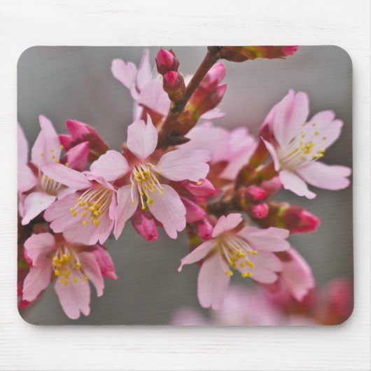 灰色の空に映えるピンクの日本の桜 マウスパッド (正面)