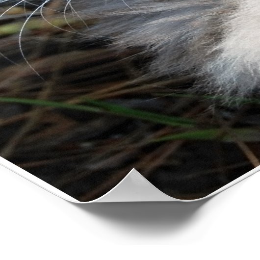 灰色の緑の目のメインのクーンキャットポスター ポスター (角)