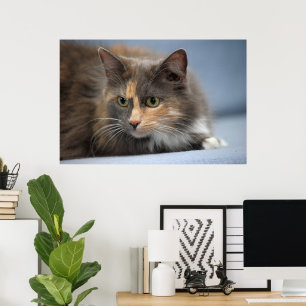 灰色の背景に美しいふわふわのペット猫 ポスター