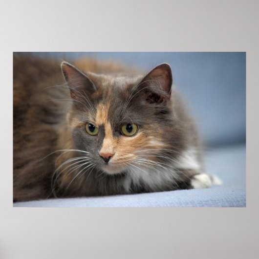 灰色の背景に美しいふわふわのペット猫 ポスター (正面)