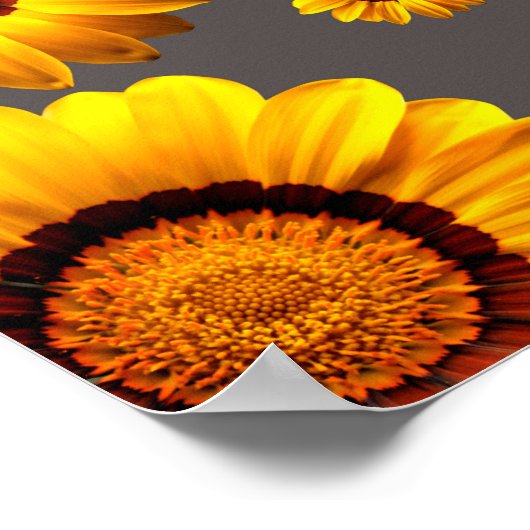 灰色の背景に美しい黄色の花 ポスター (角)