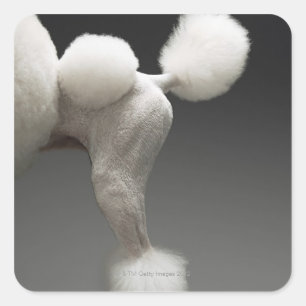 灰色の背景のプードルのHaunches、 スクエアシール